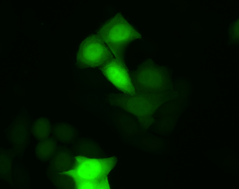 GFP_06_GFP