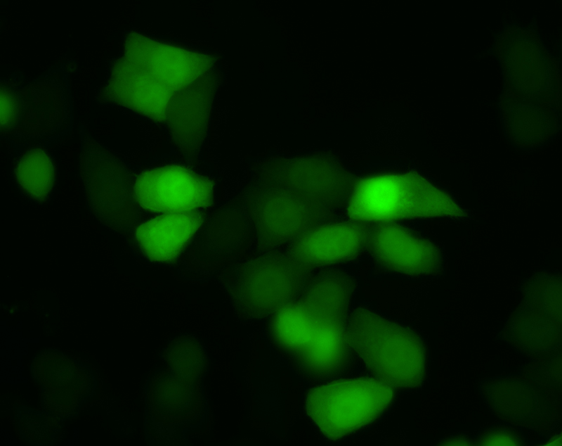 GFP_12_GFP