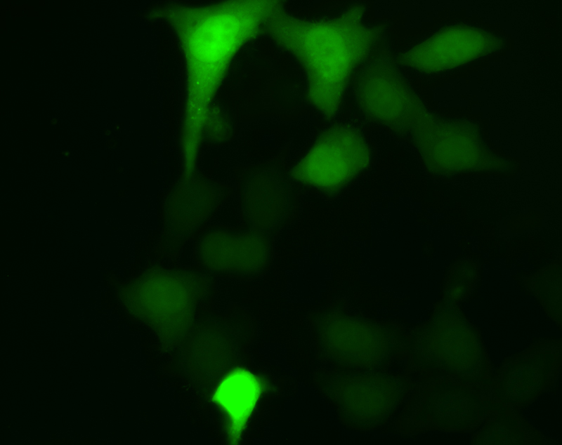 GFP_24_GFP