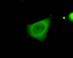 mut_06a_GFP