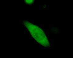 mut_12a_GFP