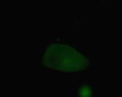 mut_24a_GFP